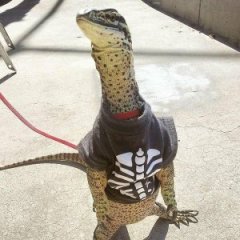 _TheNerd_