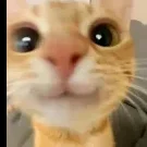 fp_p2to